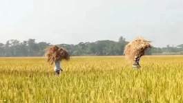 আমন উৎপাদনে বিপর্যয়